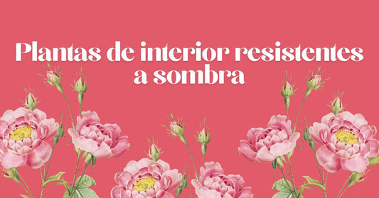 Plantas de interior resistentes a sombra 2025
