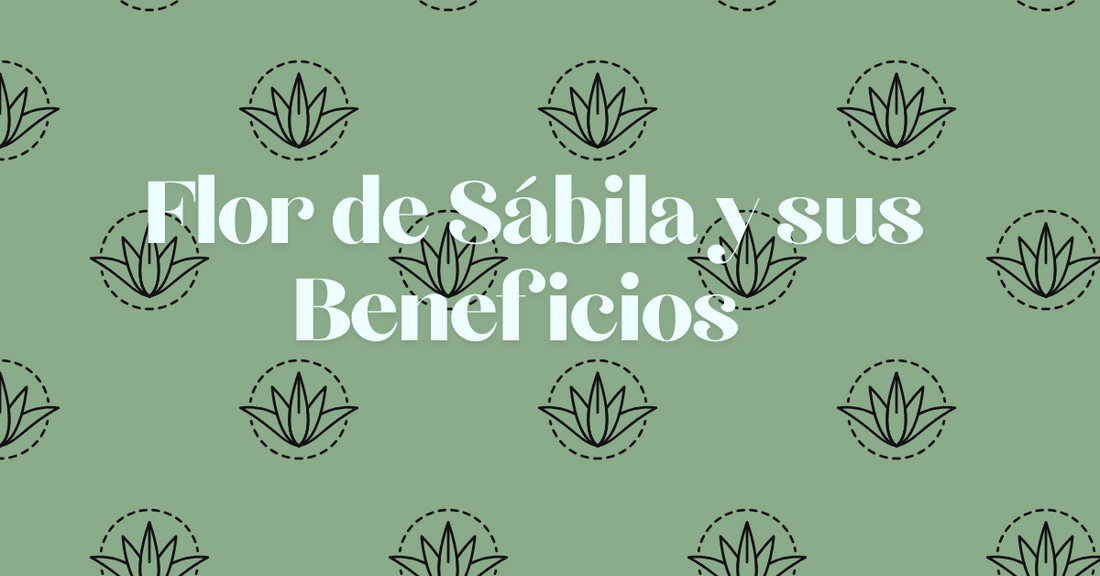 Flor de Sabila y sus Beneficios