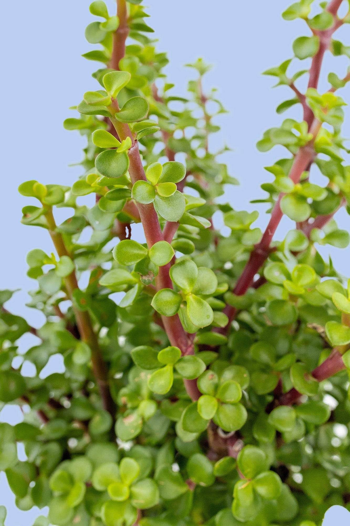Tree of Abundance // Plant