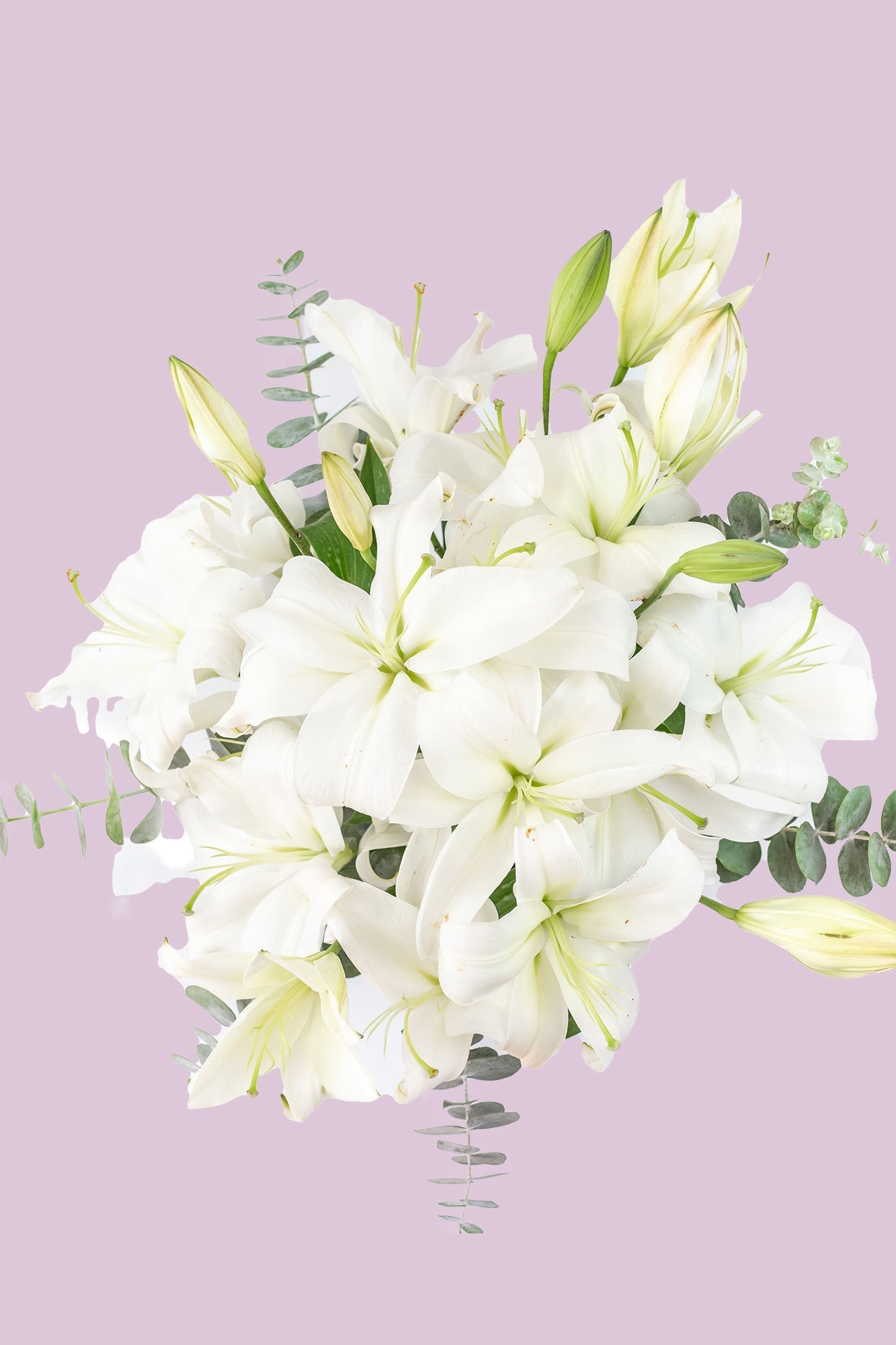 Casa Blanca - Lilium Blanca PTO. ESCOND.