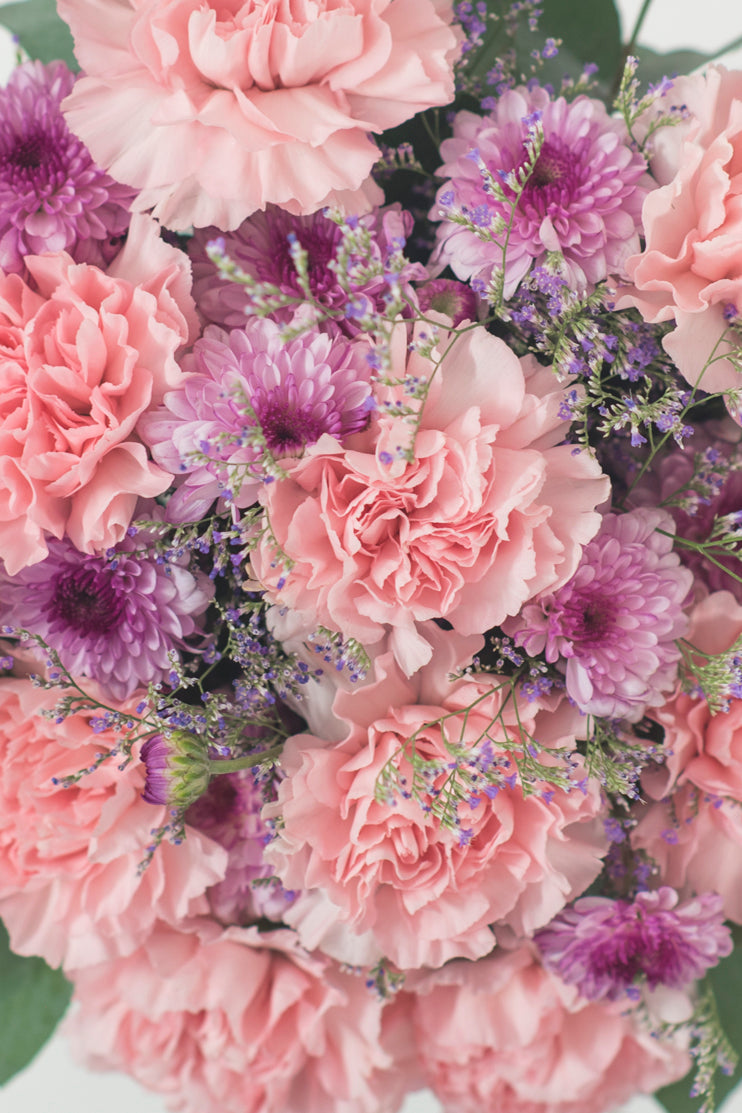 Campo de Claveles - Flores OAX CENTRO