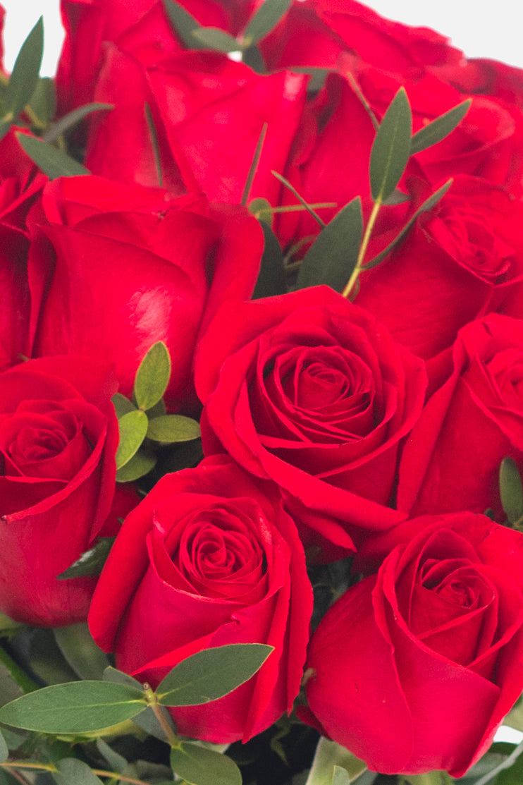 Amor con Rosas - Rosa Roja CEL.