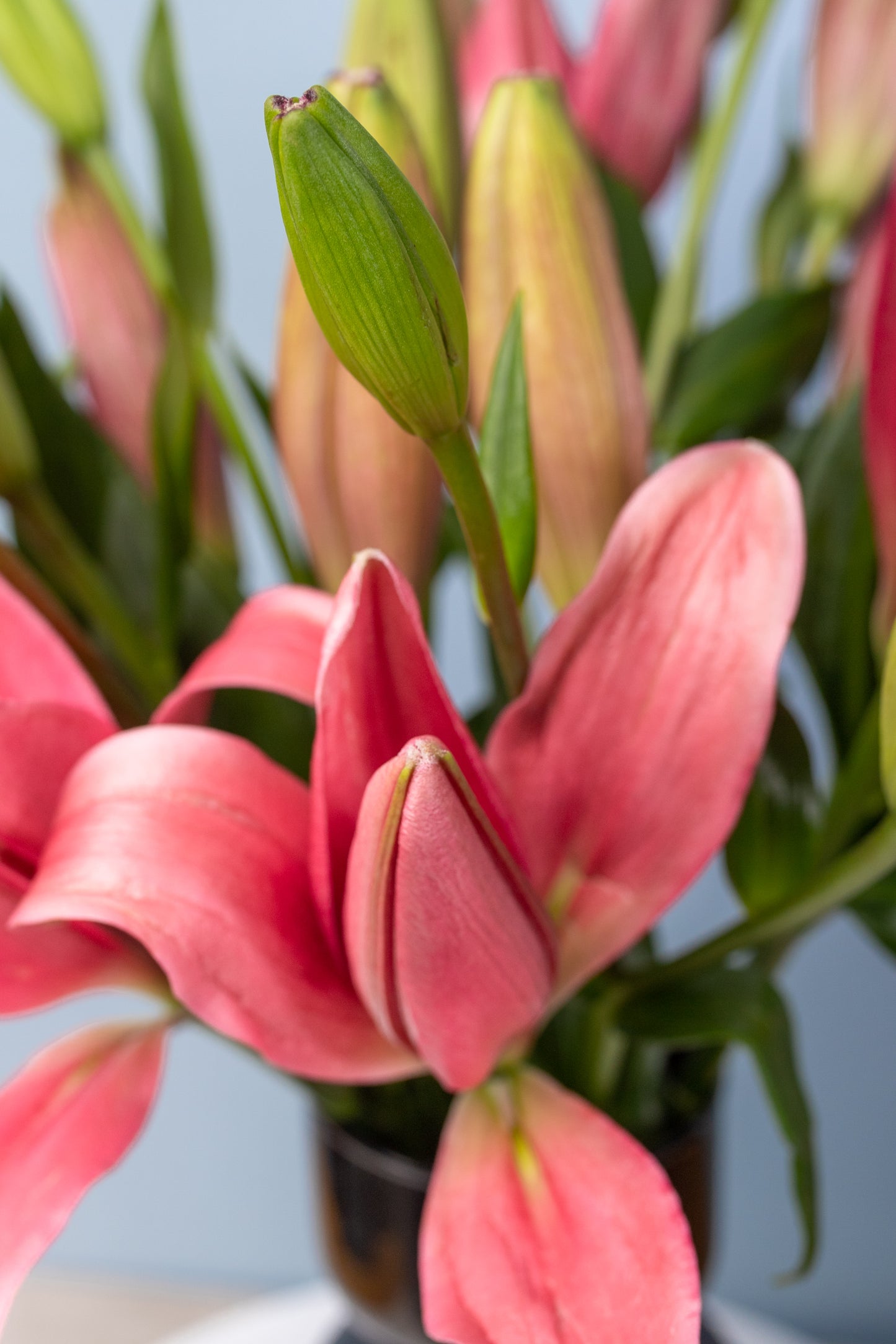 Melody - Pink Lilium in Black Vase