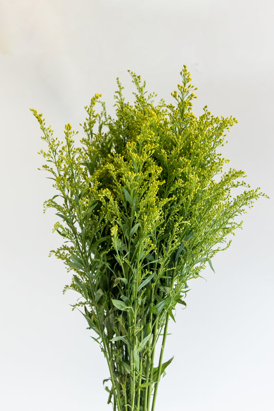 Solidago