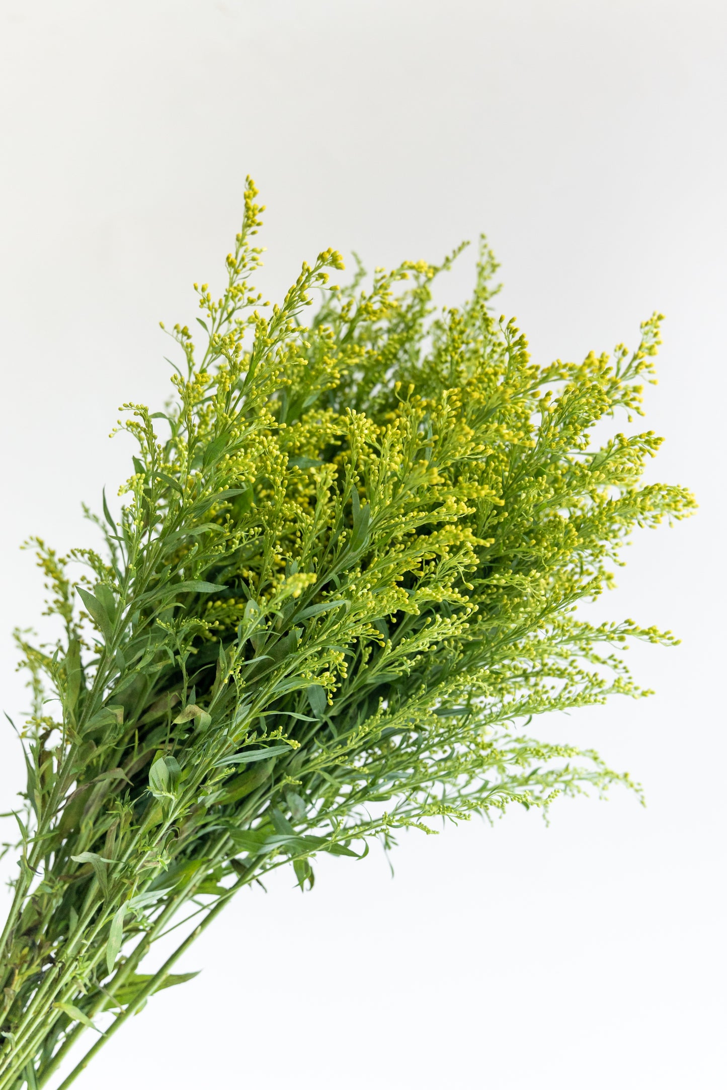 Solidago