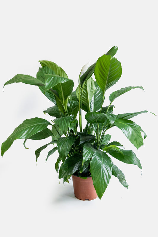 Cradle of Moses - Floor Plan