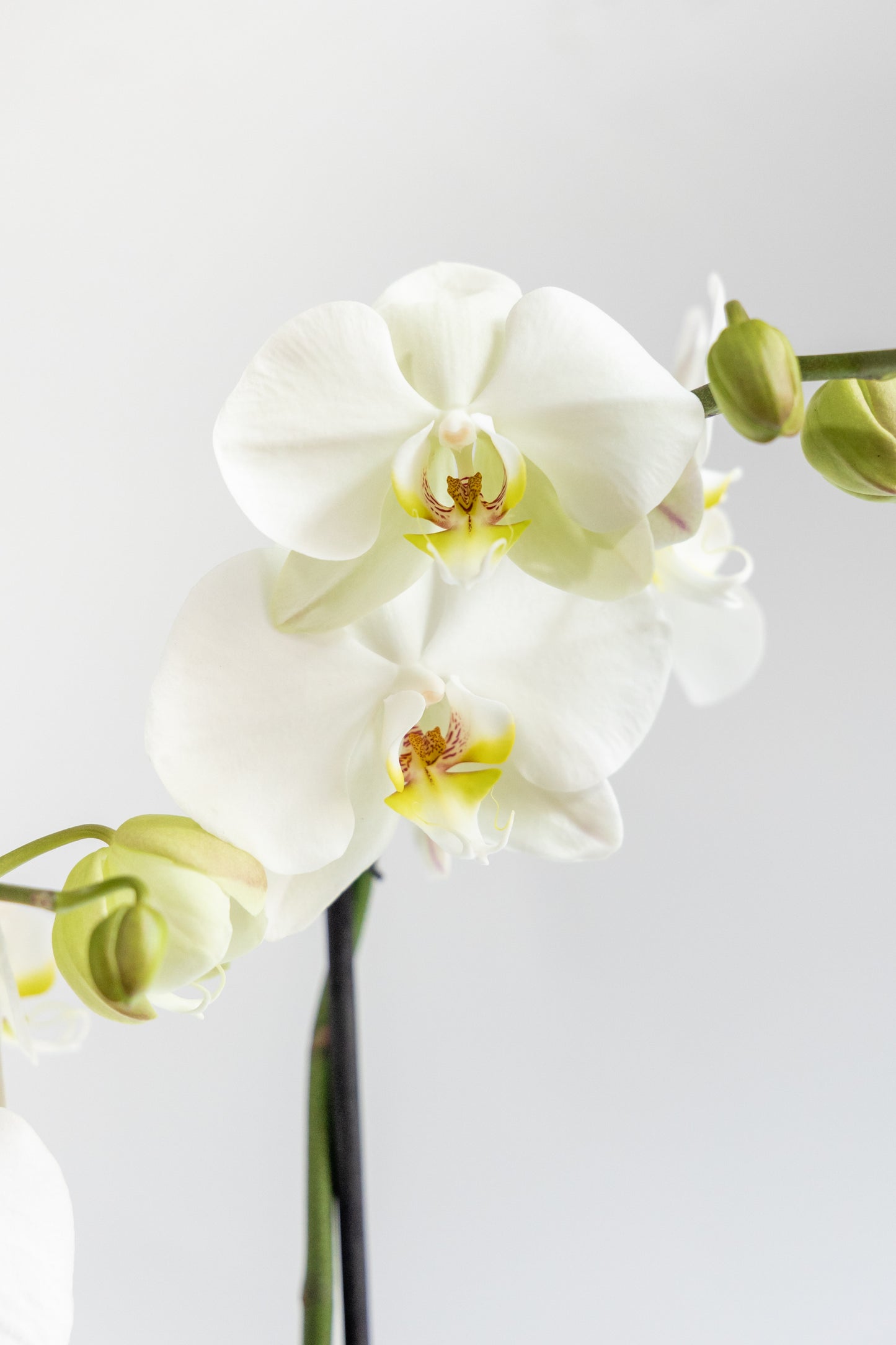 White Orchid - Without Pot GDL