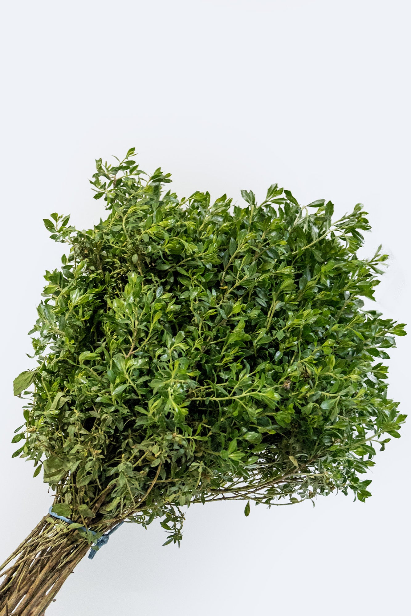 Escobilla