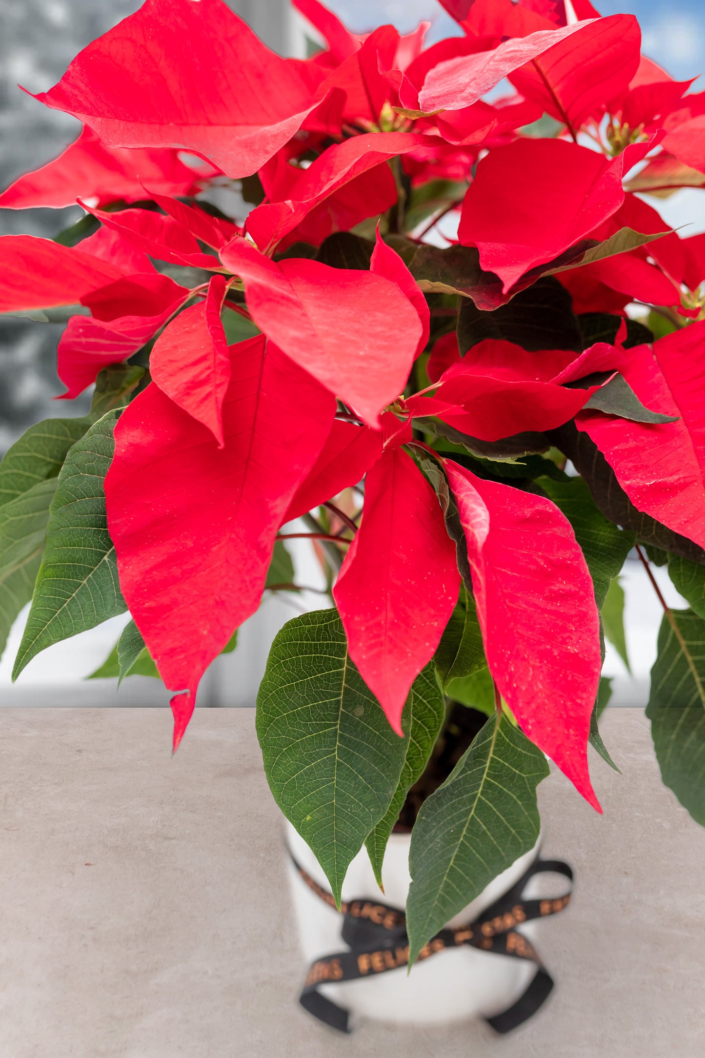 Christmas Eve - Plant