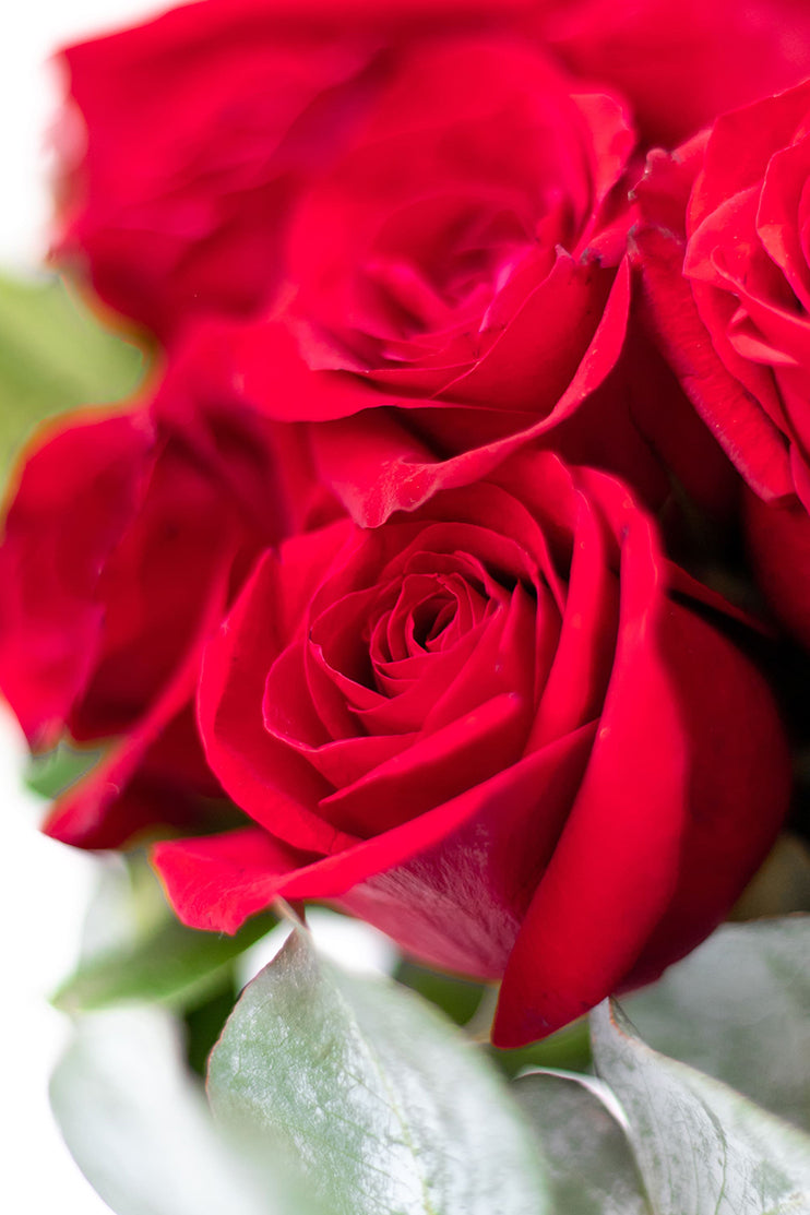 La Vida en Rosa SV - 24 Rosas Rojas GDL