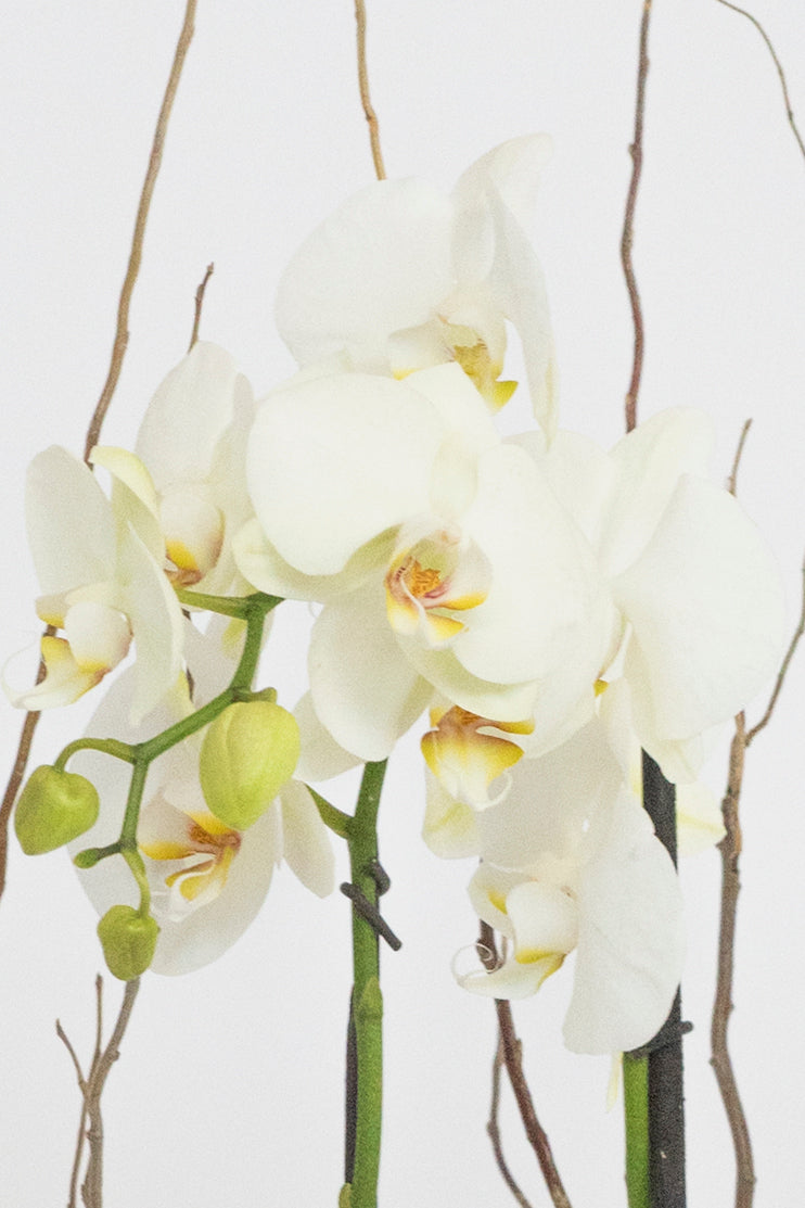 All My Love // White Orchid