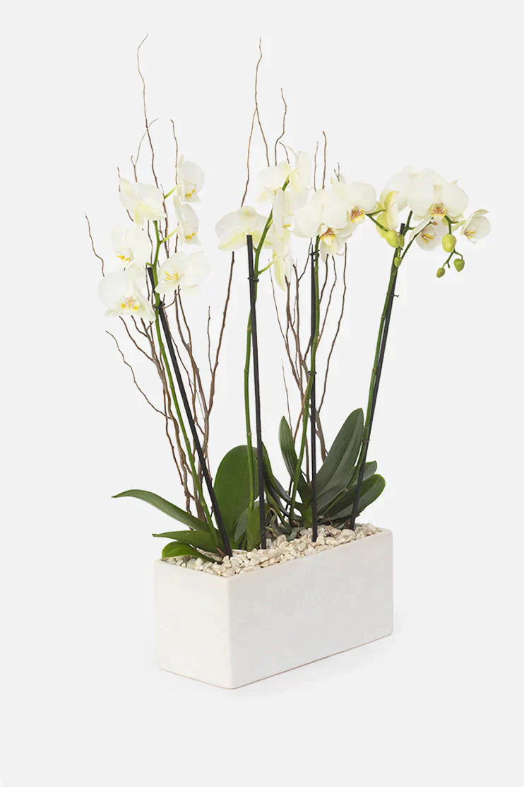 All My Love // White Orchid