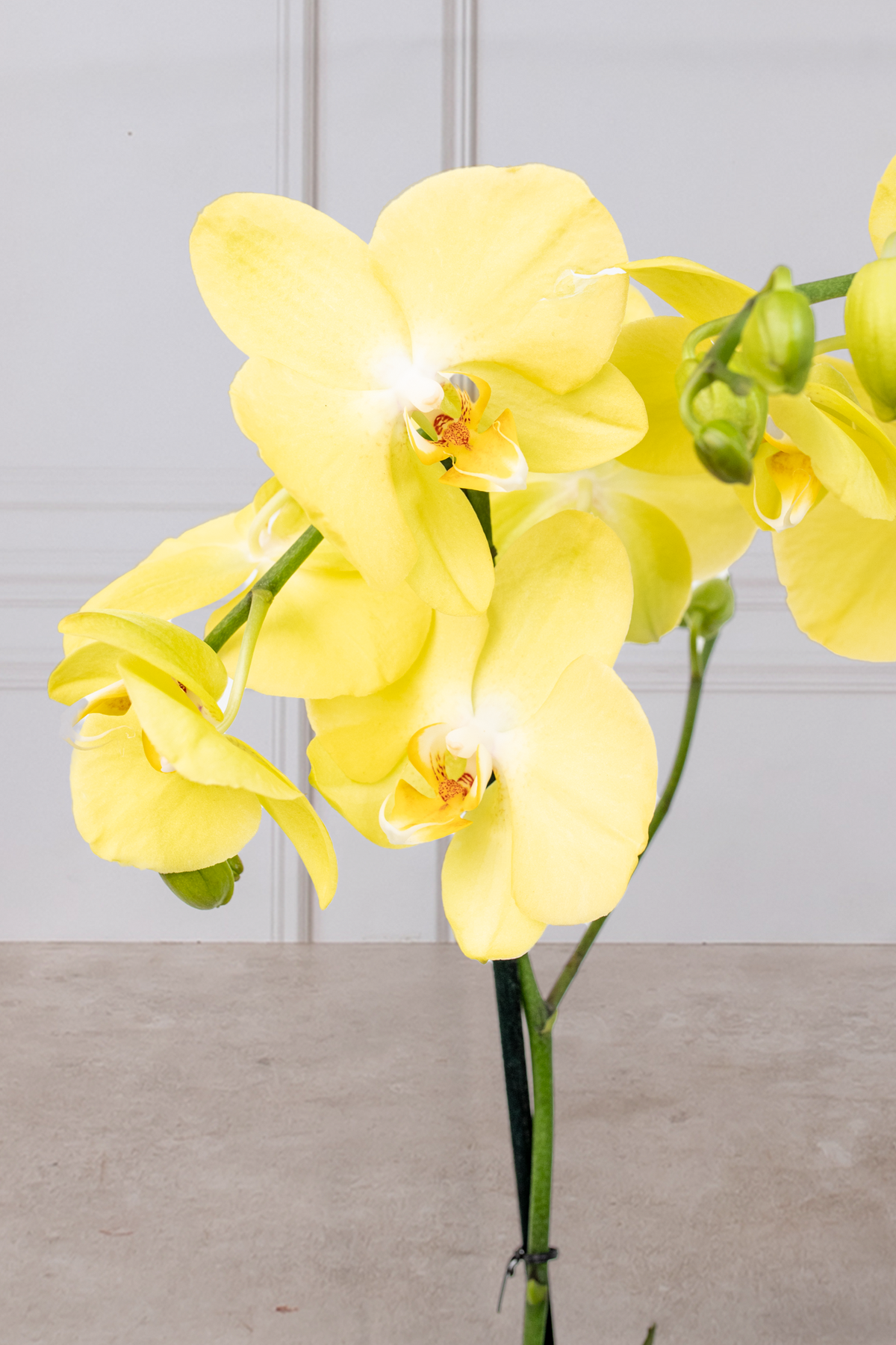 Orquídea Amarilla - En Maceta Blanca | Mercado Jamaica