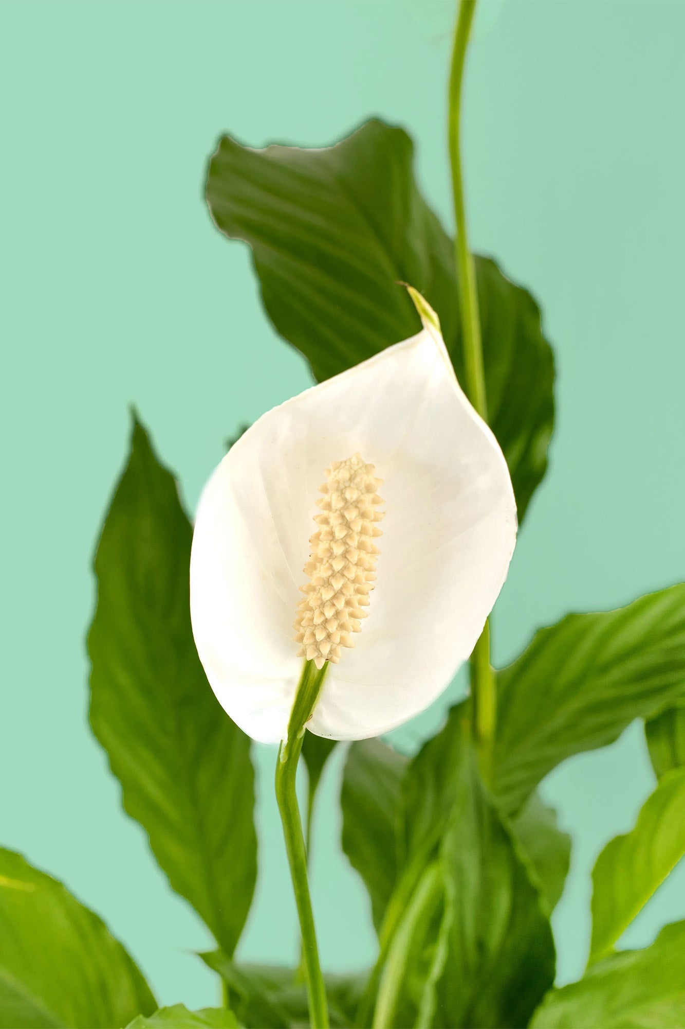 Cuna de Moises - Planta con Maceta Cun