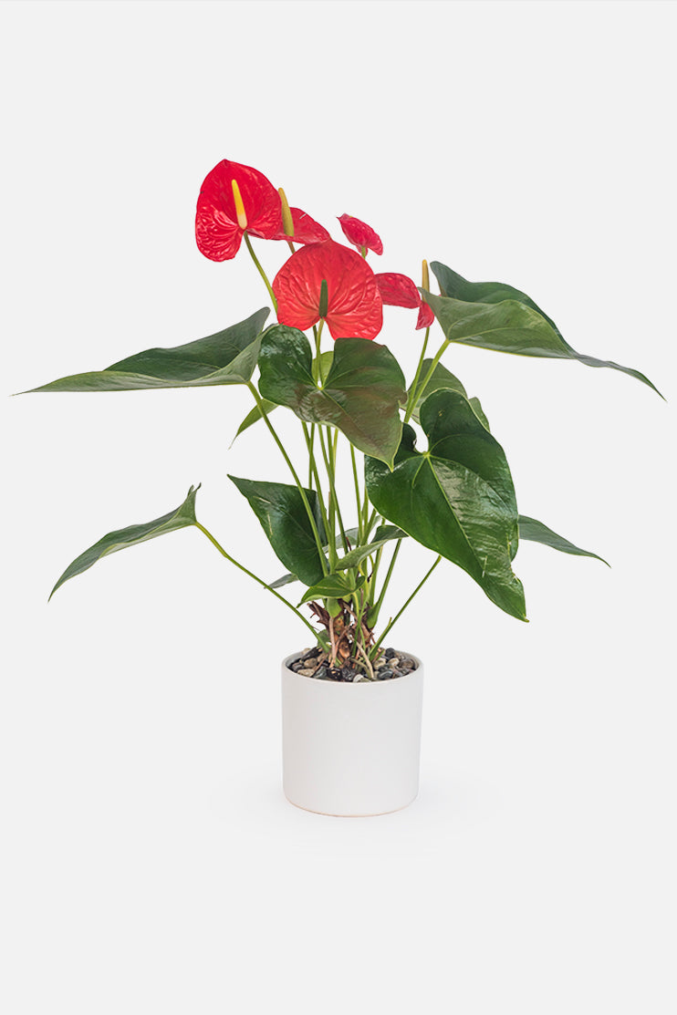 Anturio / Planta TJ