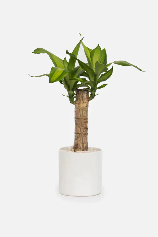 Lucky Day - Brazilwood