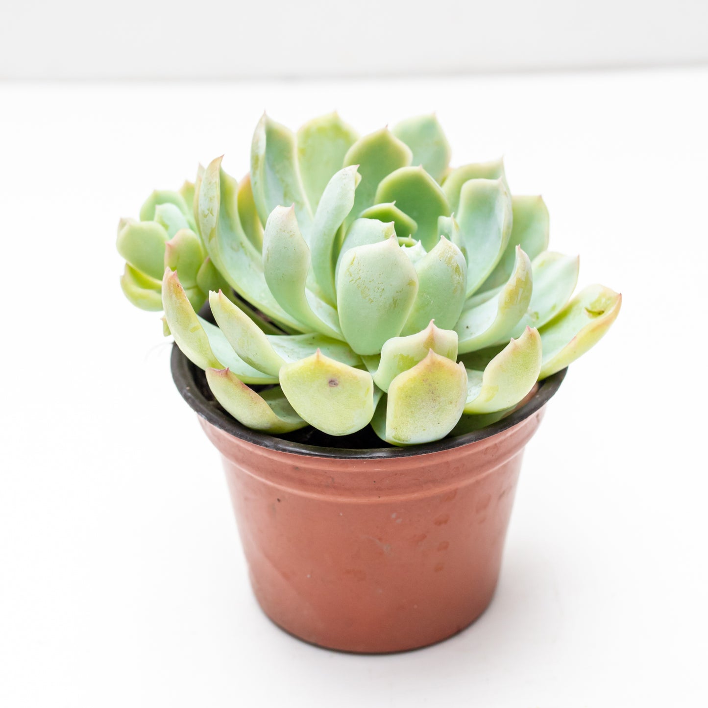 Succulent