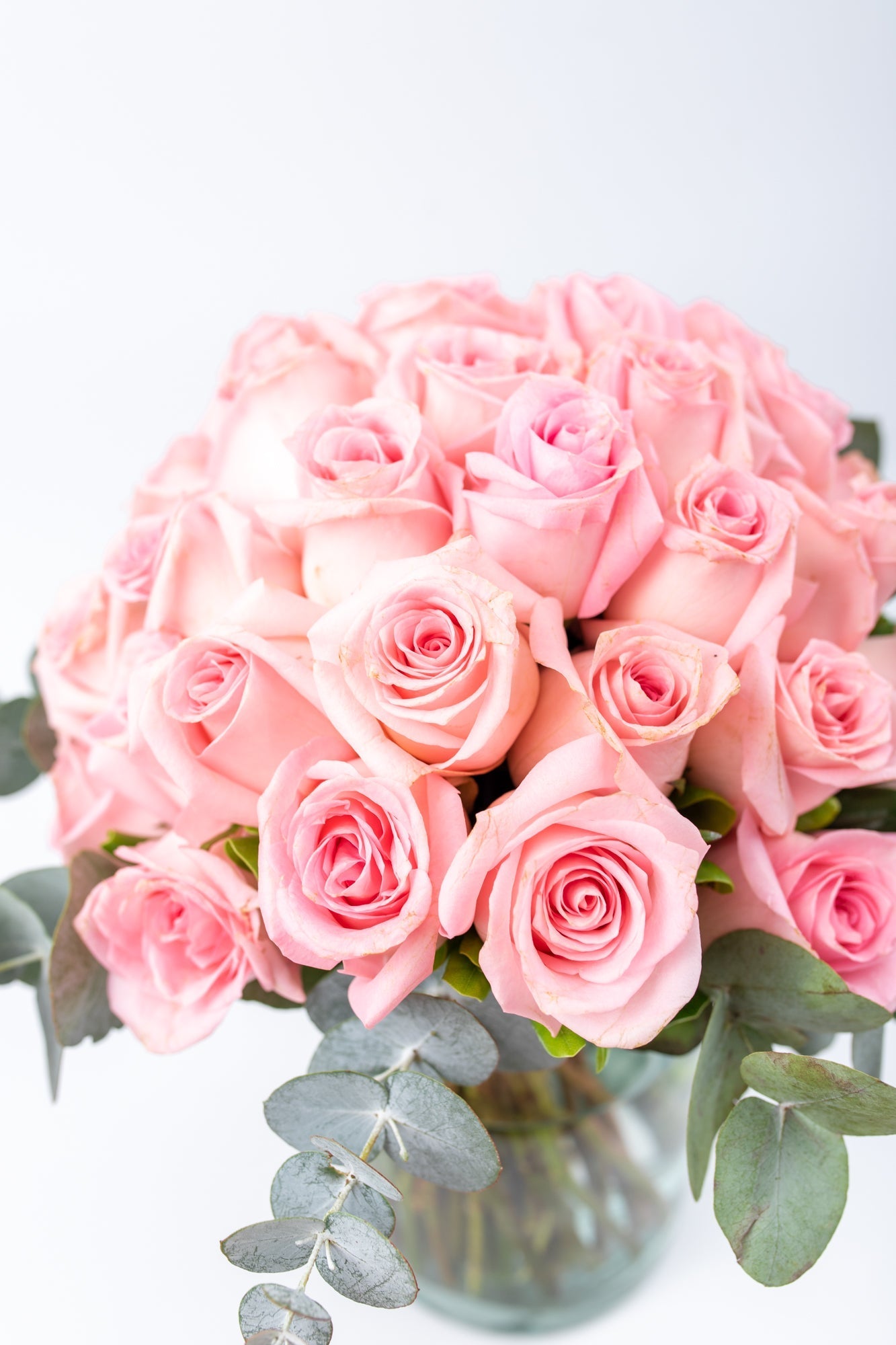 Flamingo Sunday // Rosa Clarita SNL