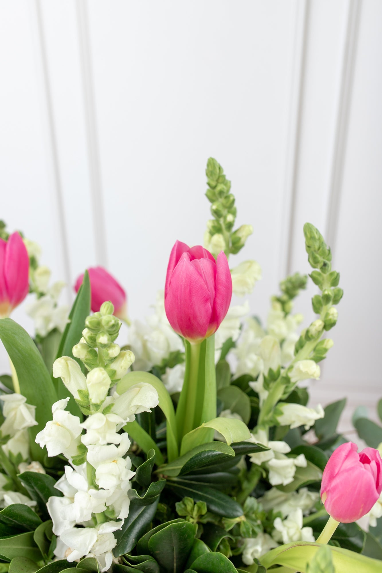 Airs of Holland - Tulip and White Dog