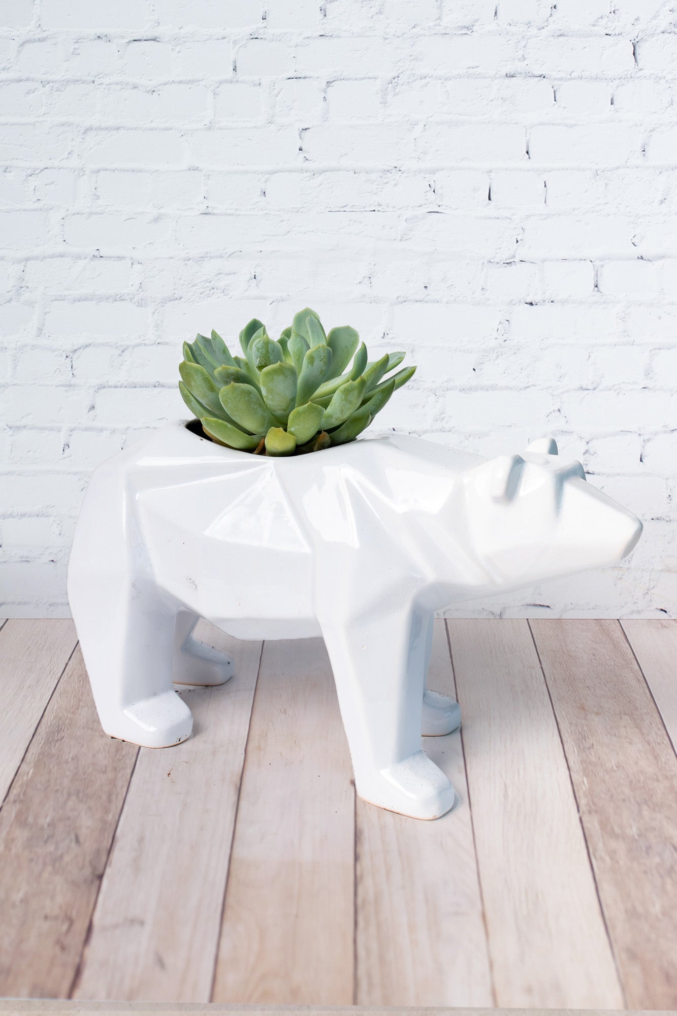 Succulent in Bear Pot - Plant