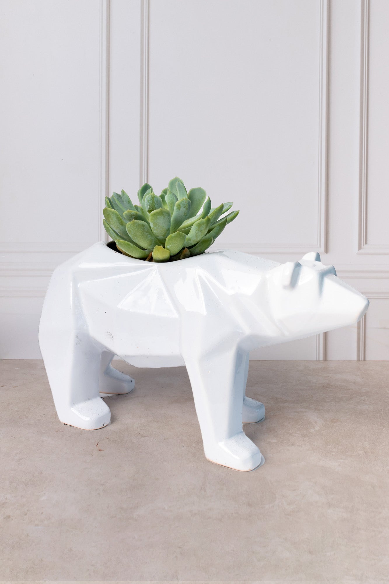 Polar Bear - Succulent Plant in a Bear Pot