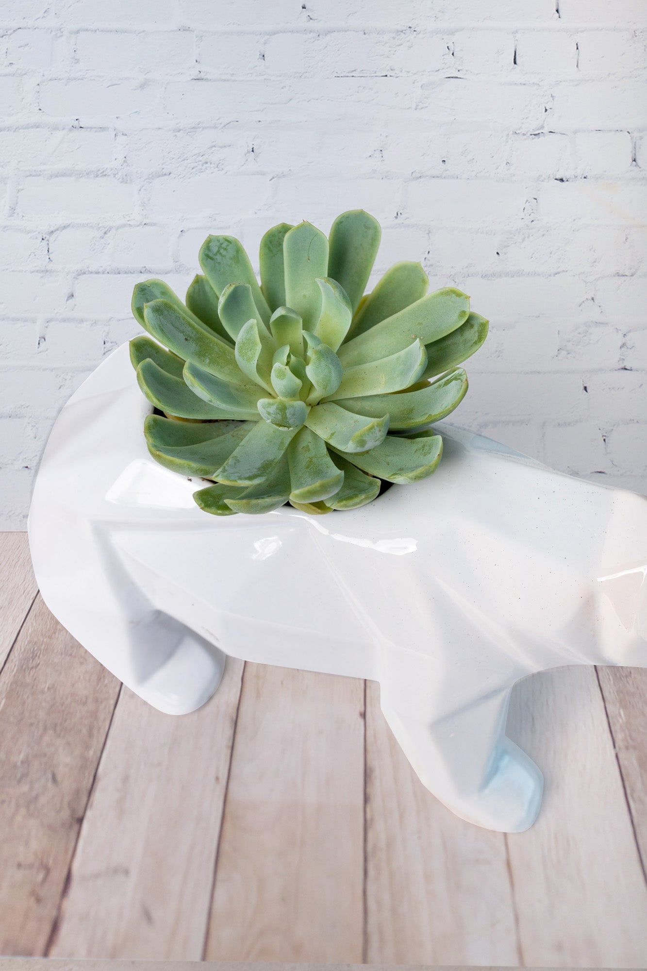 Succulent in Bear Pot - Plant
