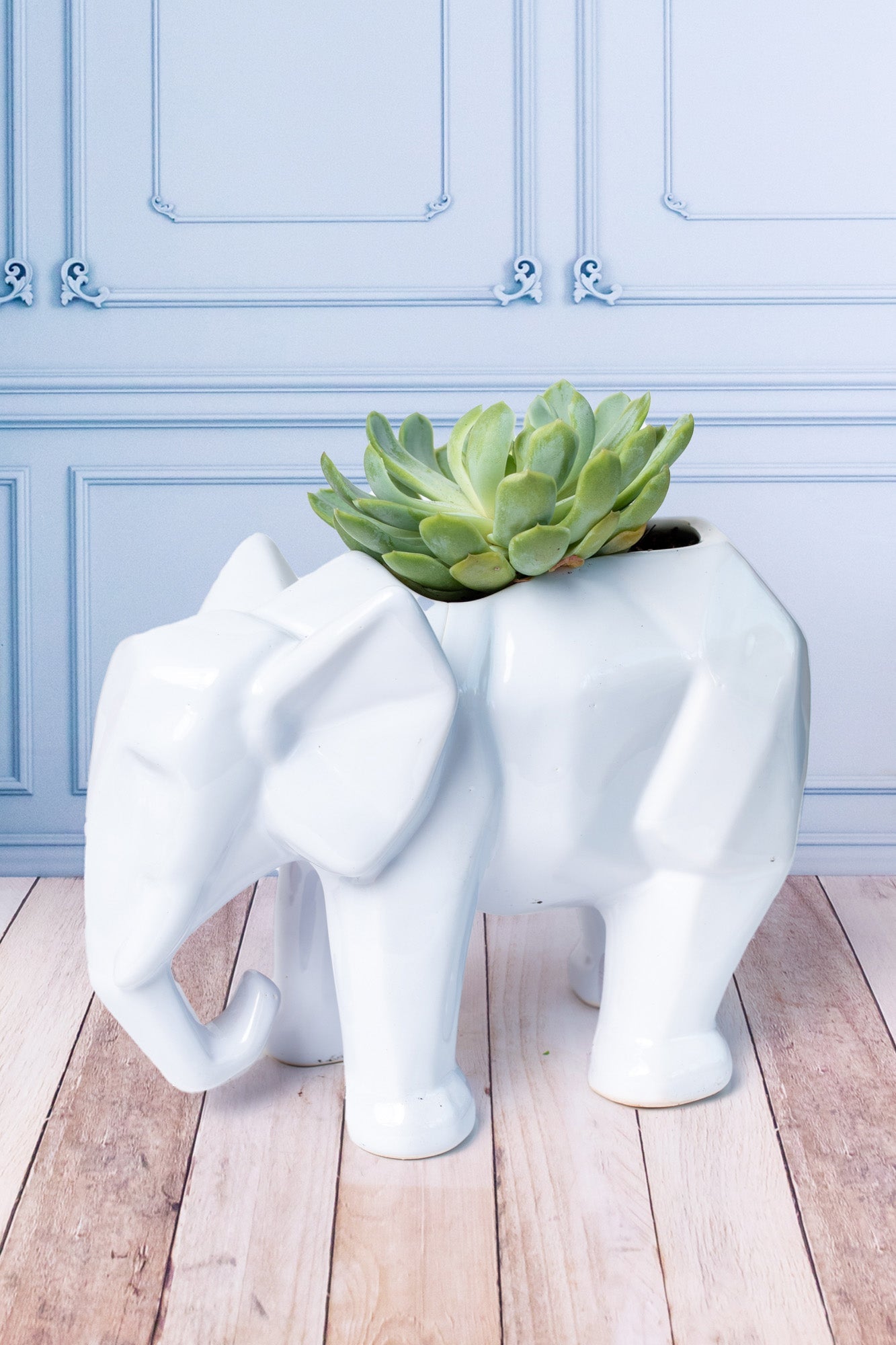 Succulent in Elephant Pot - Plant