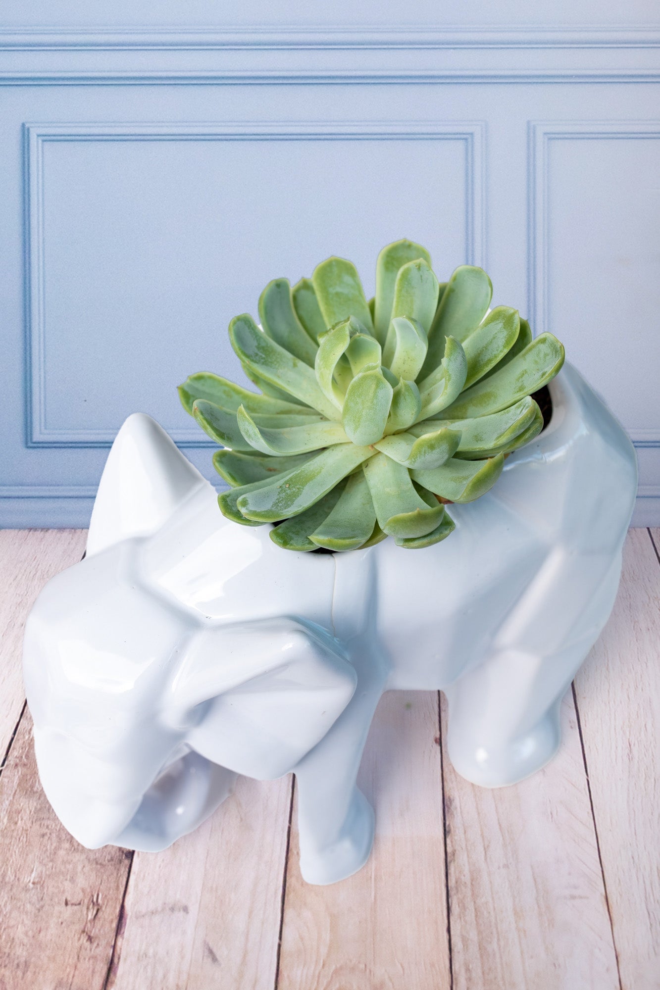 Succulent in Elephant Pot - Plant