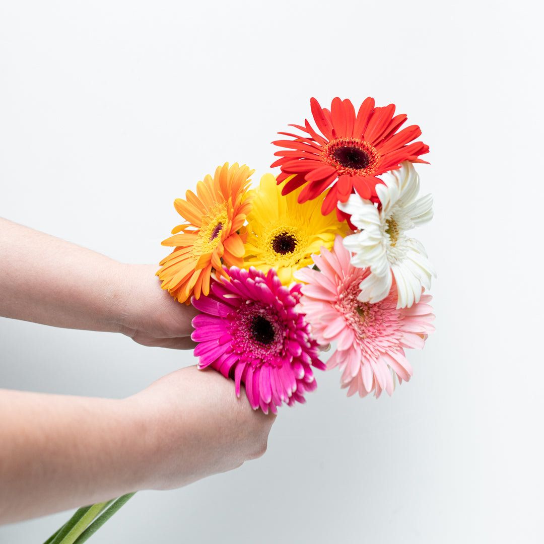 Paquete de Gerbera Multicolor