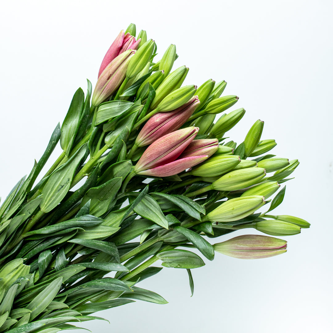 Pink Lilium Package