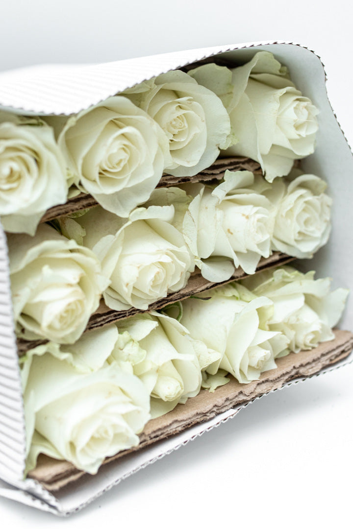 Package of 24 White Roses (Praud)