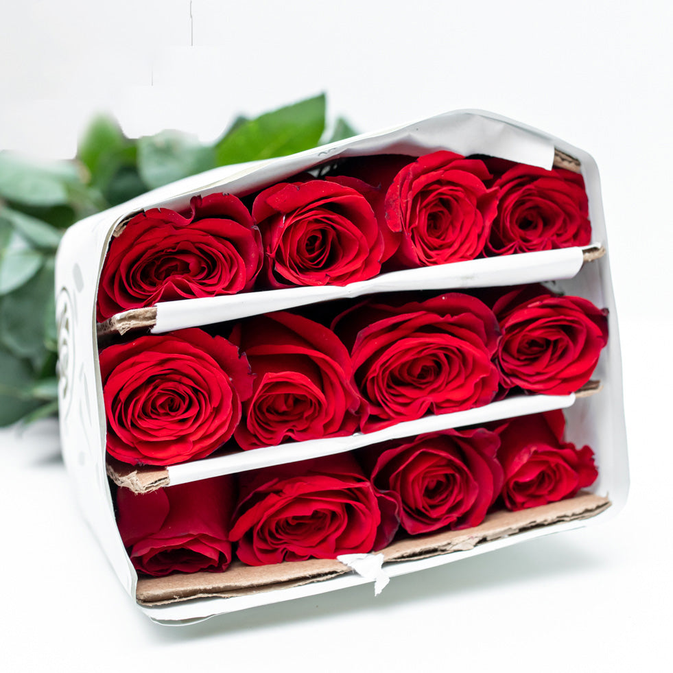 Paquete de 24 Rosas Rojas (Freedom)