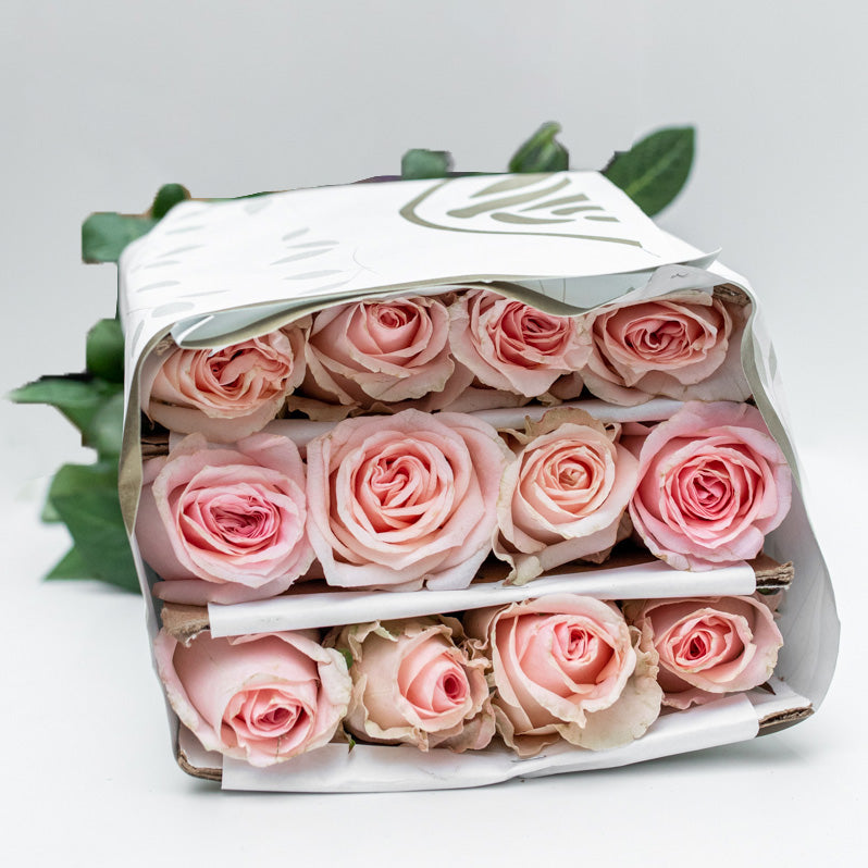 Paquete de 24 Rosas Rosa (Caricia)