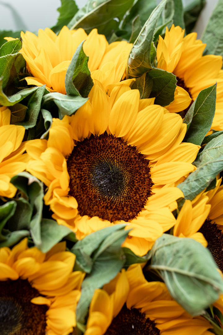 Sunflower Package (Vincent or Full Sun)