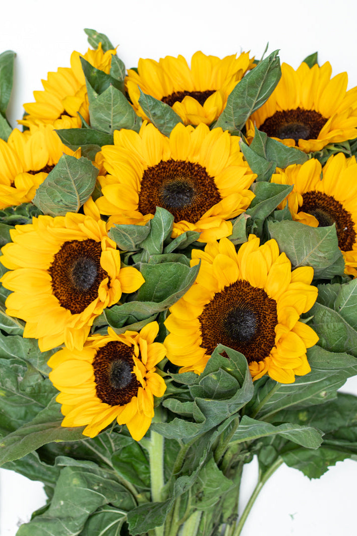 Sunflower Package (Vincent or Full Sun)