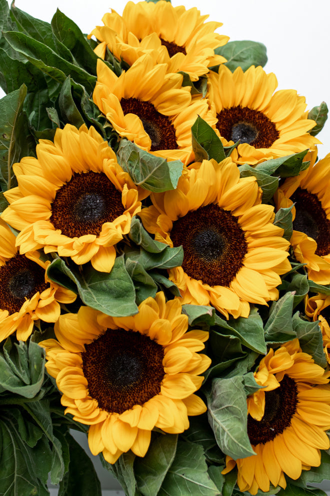 Sunflower Package (Vincent or Full Sun)