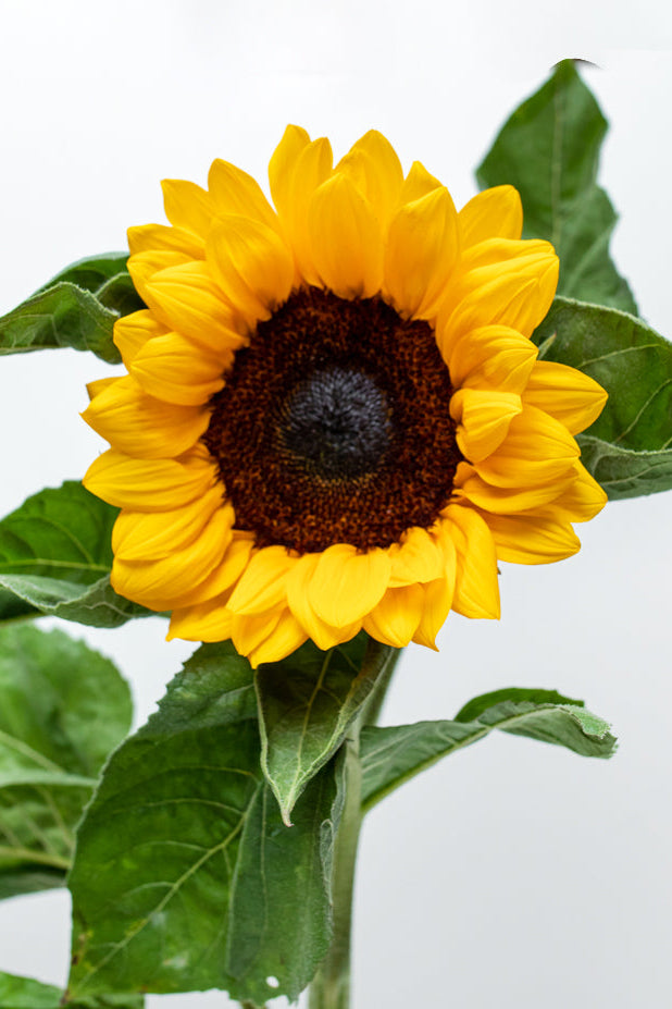 Sunflower Package (Vincent or Full Sun)
