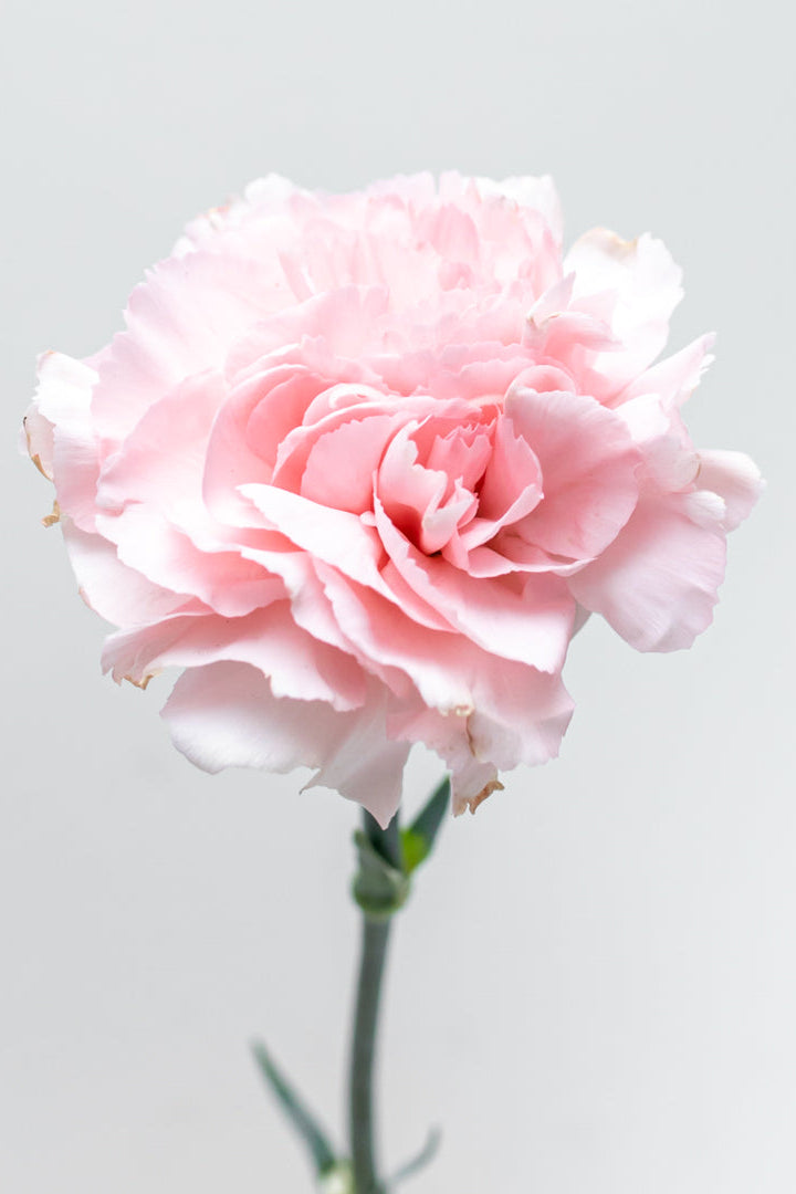 Paquete de Clavel Rosa