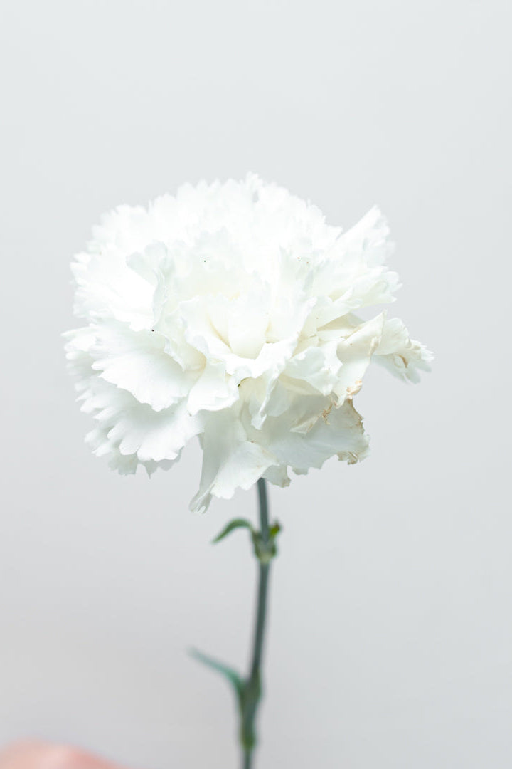 White Carnation Bundle