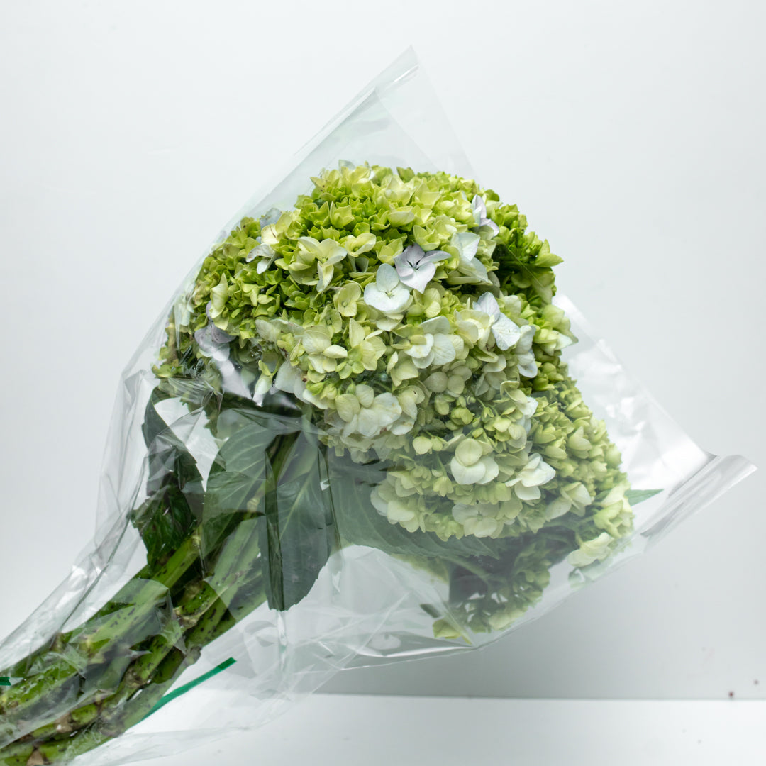 Green Hydrangea Package