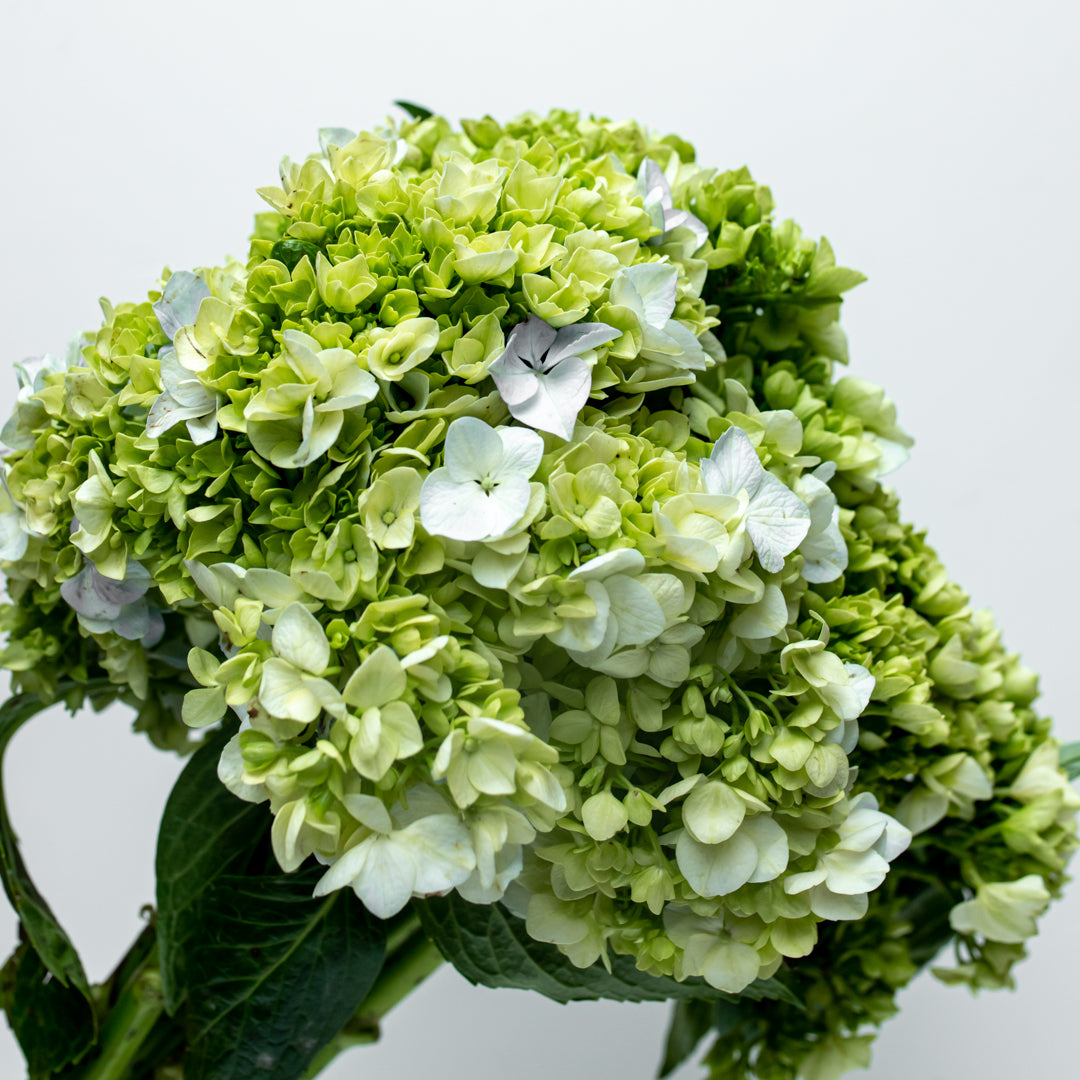 Green Hydrangea Package