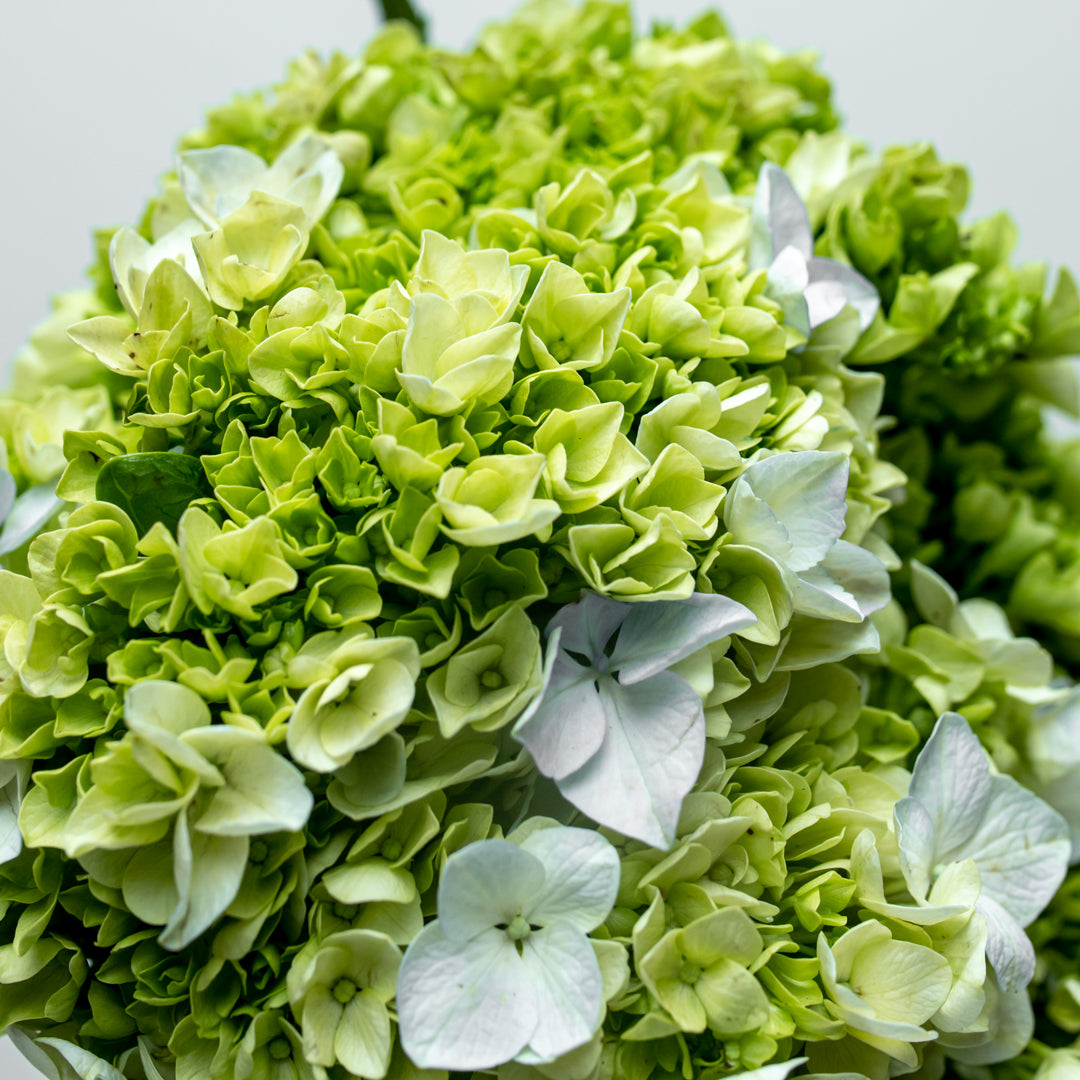 Green Hydrangea Package