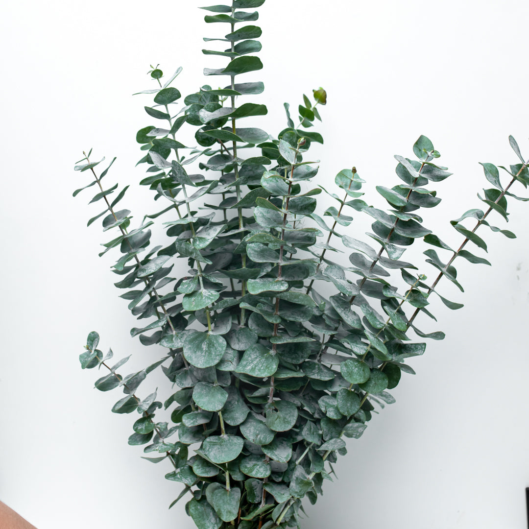 Dollar Eucalyptus Bundle