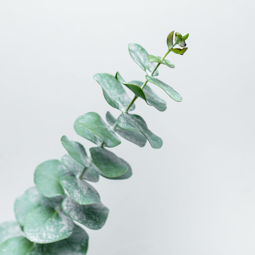 Dollar Eucalyptus Bundle