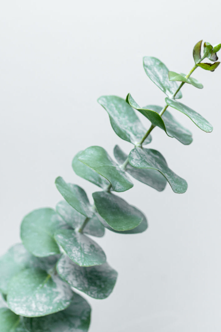 Dollar Eucalyptus Bundle