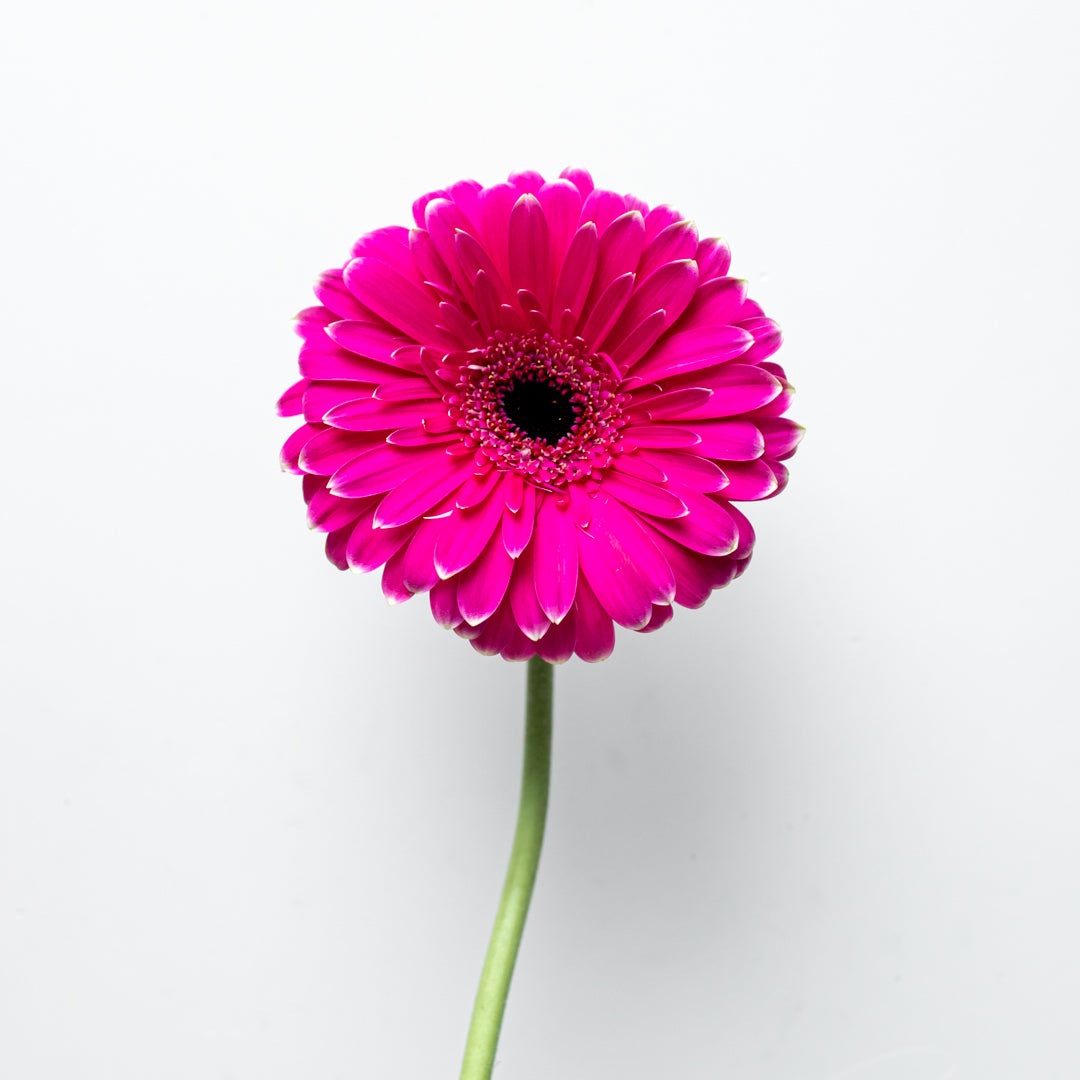 Paquete de Gerbera Fiusha