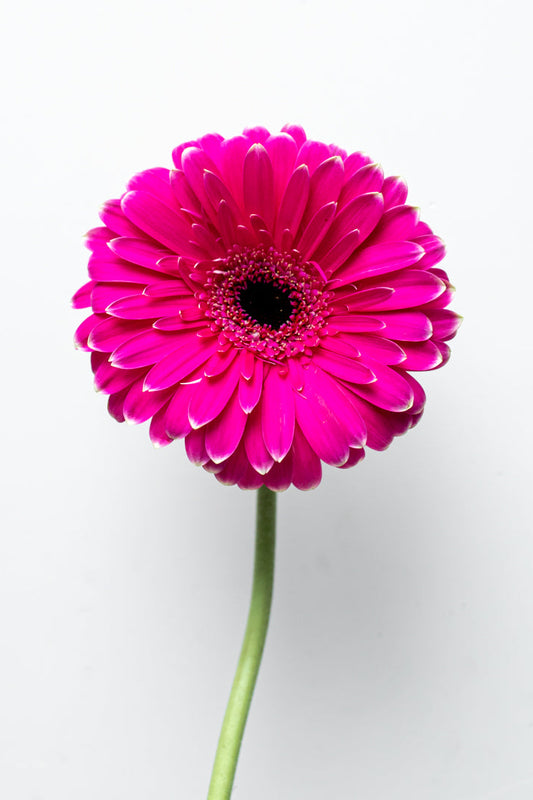 Paquete de Gerbera Fiusha