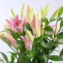 Pink Lilium Package