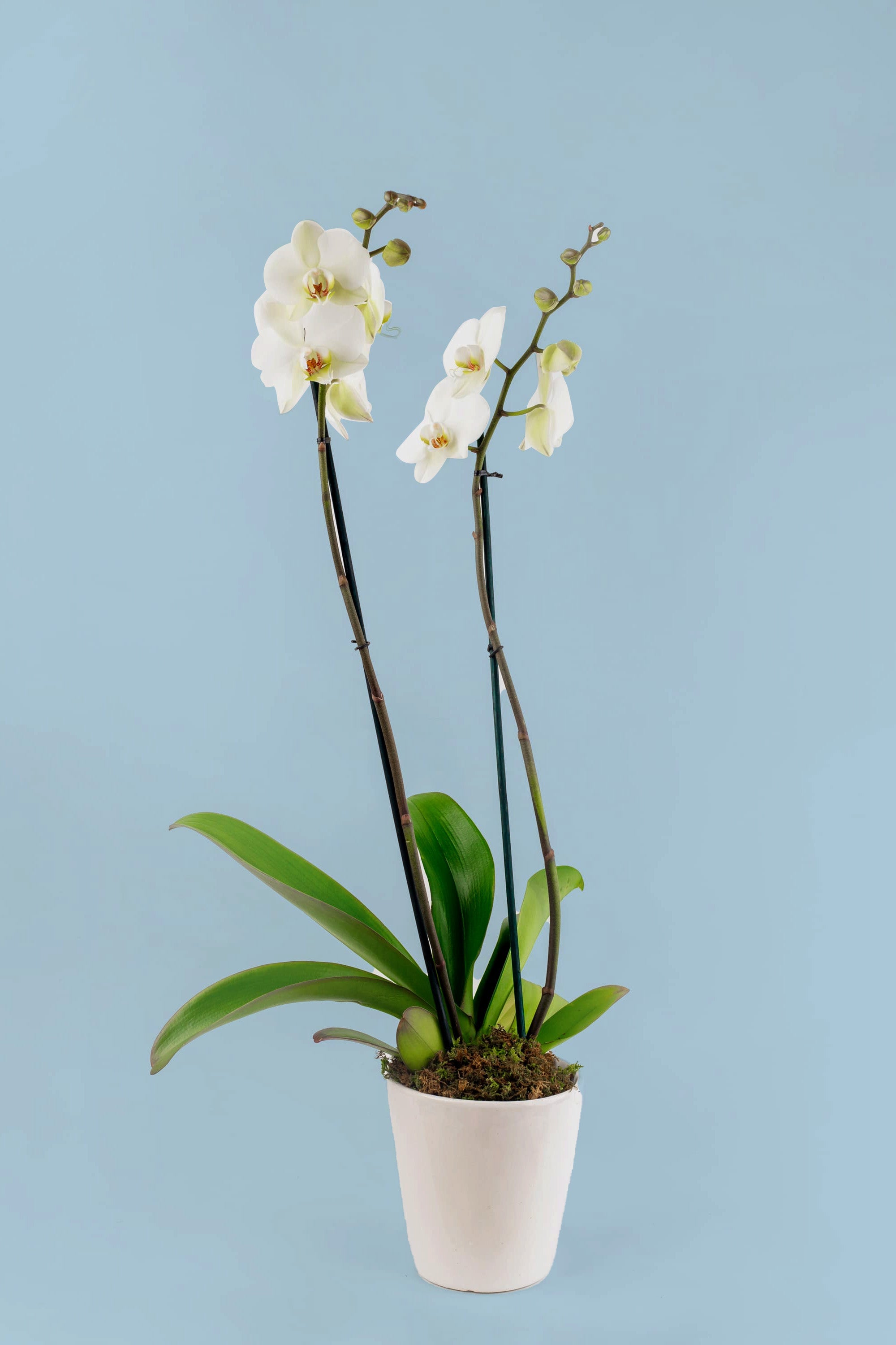 Comprar Orquídeas a Domicilio - OriginalFlor - Dedicatoria incluida