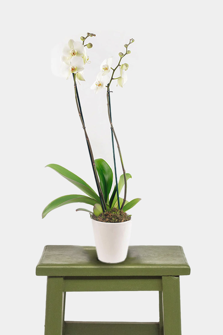 Remedios Varo Blanca - White Orchid GDL